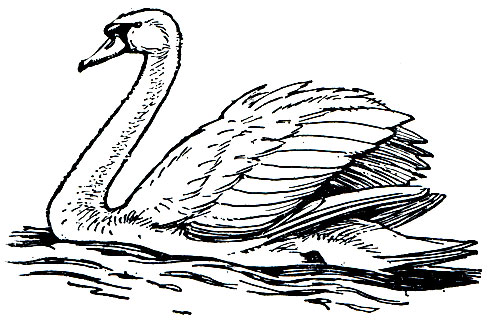 . 51. - (Cygnus olor)
