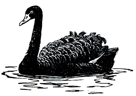 . 52.   (Cygnus atratus)