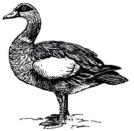. 56.   (Chaenalopex aegyptiaca)