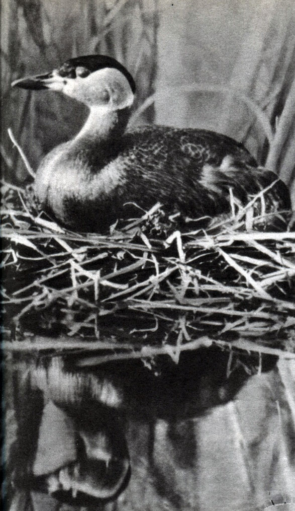  13.  .   (Podiceps griseigena)  