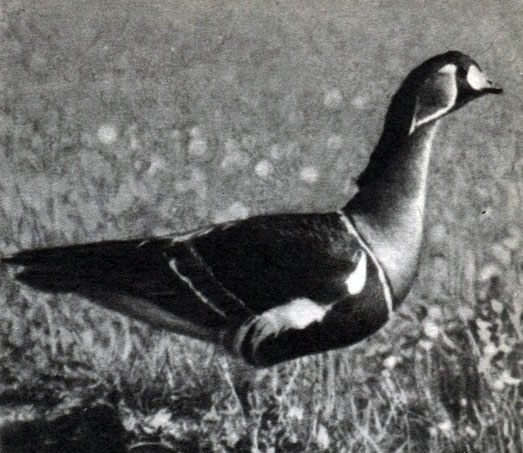  13.  .   (Branta ruficollis)