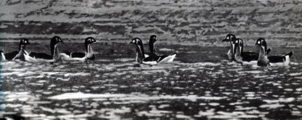  13.  .   (Branta ruficollis)