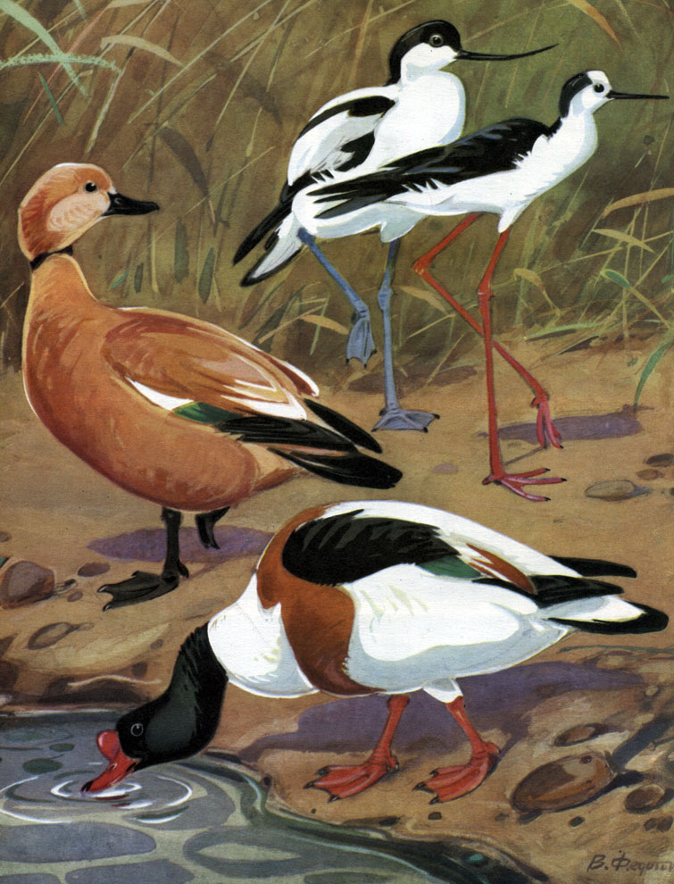  14.      : 1 -  (Recurvirostra avocetta); 2 -  (Himantopus himantopus); 3 -  (Tadorna ferruginea); 4 -  (. tadorna)