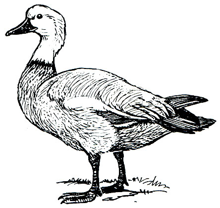 . 58.  (Tadorna ferruginea)