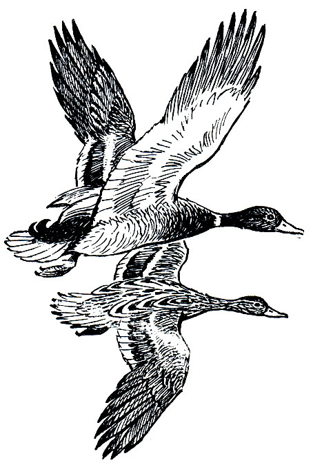 . 59.   (Anas platyrhynchos):  - ,  - 