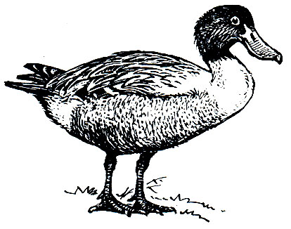 . 66.  (Anas clypeata)