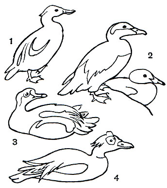  15. : 1 - ,  ,  (Somateria stelleri); 2 -   (S. mollissima),   ; 3 - - (S. spectabilis); 4 -   (S. fischeri)