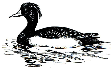 . 68.   (Aythya fuligula)