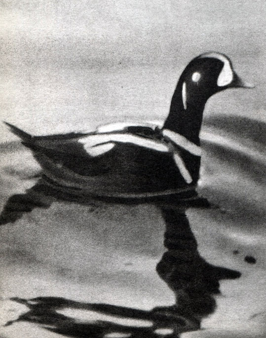  16.  .  (Histrionicus histrionicus)