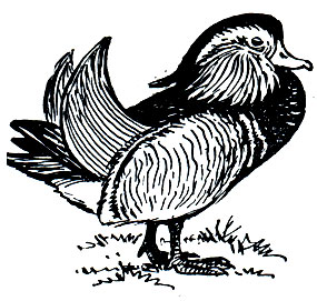 . 69.  (Aix galericulata)