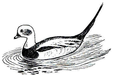 . 71.  (Clangula hyemalis)