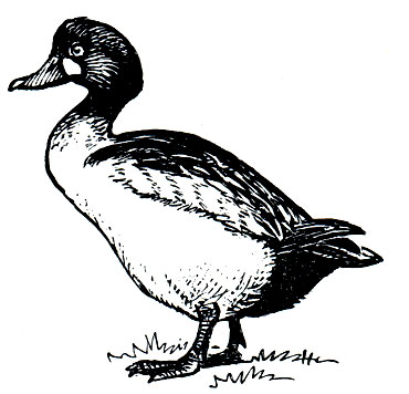 . 72.   (Bucephala clangula)