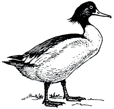 . 73.   (Mergus merganser)