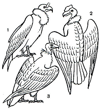  17.  : 1 -   (Sarcoramphus papa); 2 -  (Vultur gryphus); 3 -   (Gymnogyps californianus)