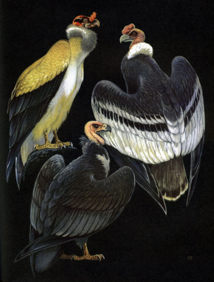  17.  : 1 -   (Sarcoramphus papa); 2 -  (Vultur gryphus); 3 -   (Gymnogyps californianus)