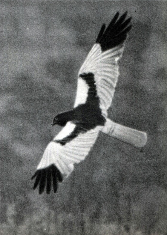 18 .   .   (C. melanoleucus)