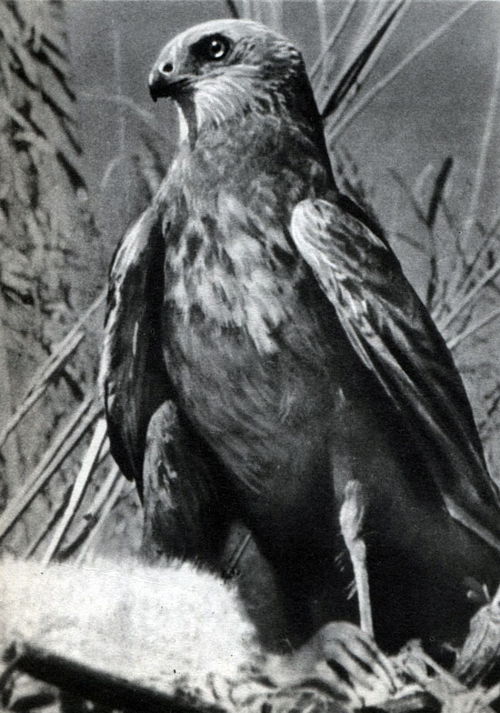  18 .   .   (Circus aeruginosus)