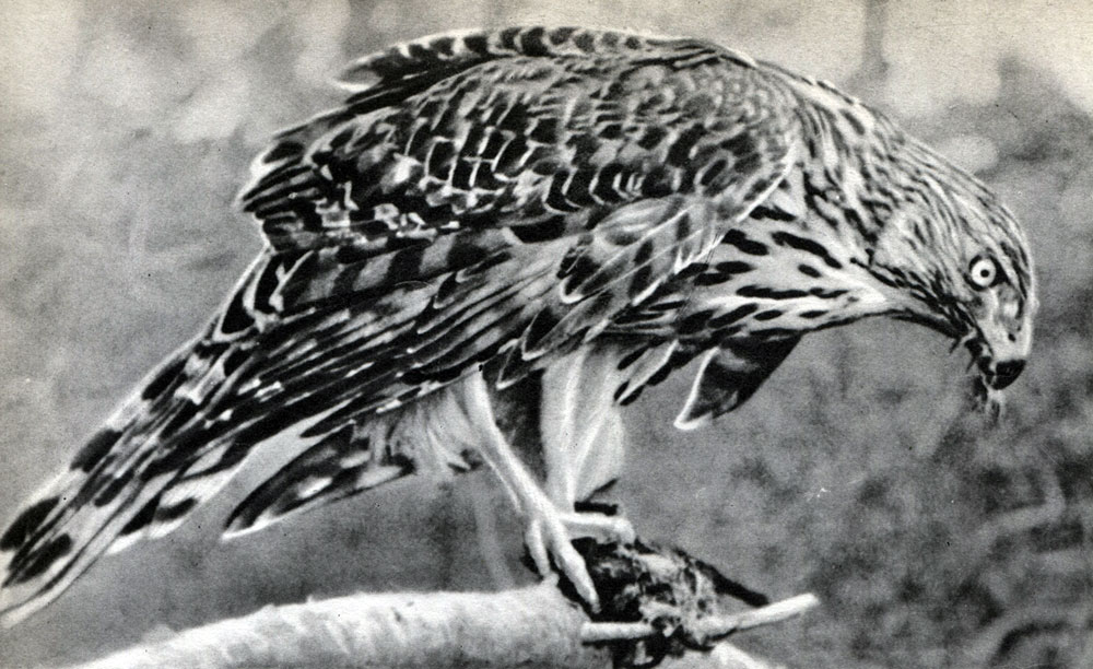  18.   .   (Accipiter nisus)