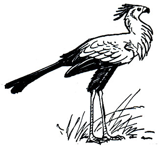 . 76.  (Sagittarius serpentarius)