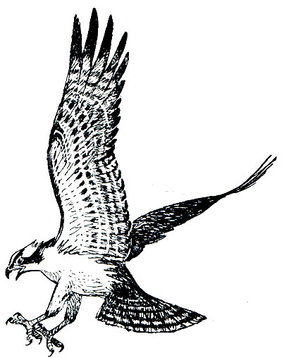 . 77.  (Pandion haliaetus)