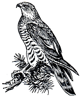 . 78.   (Pernis apivorus)