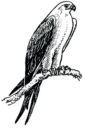 . 79.   (Elanoides forficatus)