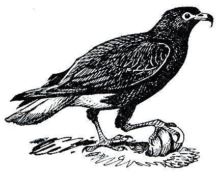 . 81. - (Rosthramus sociabilis)