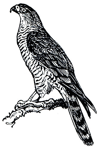 . 83. - (Accipiter nisus)