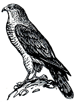 . 84.   (Accipiter brevipes)