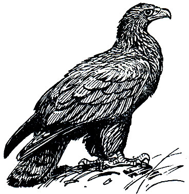 . 86.  (Aquila chrysaetus)
