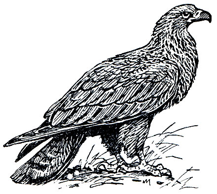 . 87.   (Aquila rapax)