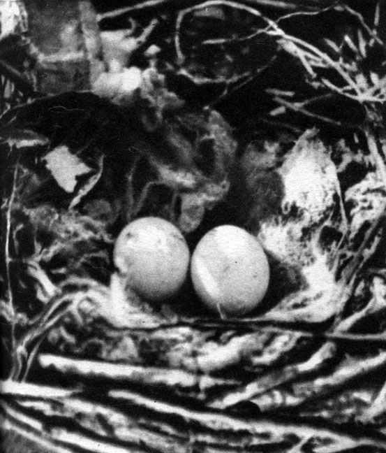  19.    .   (Aquila heliaca)  
