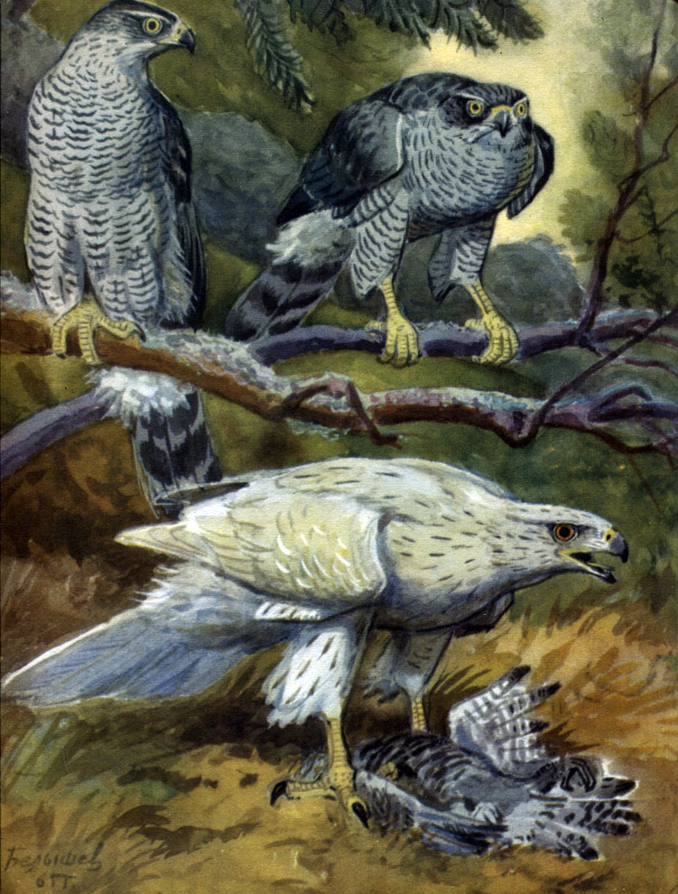  20.    ,   (Accipiter gentilis)