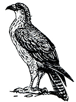 . 88.   (Hieraaetus fascialus)