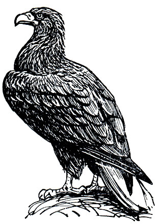 . 89. - (Haliaeetus albicilla)