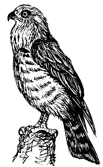 . 90.   (Circaetus gallicus)
