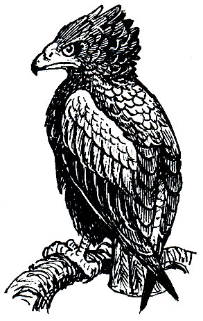 . 91. -,   (Terathopius ecaudatus)