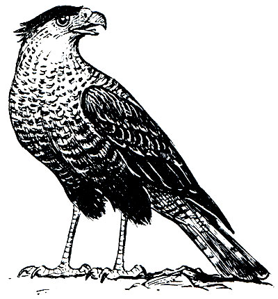 . 92.  Caracara cheriway