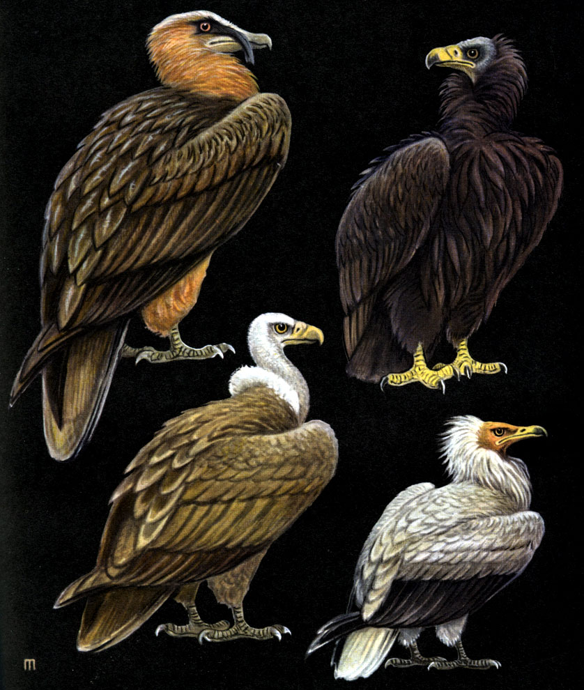  21.   : 1 - ,   (Gypaetus barbatus); 2 -   (Aegypius monachus); 3 -   (Gyps fulvus); 4 -   (Neophron percnopterus)