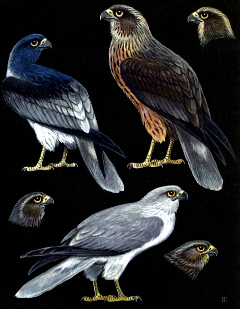  22.  (   ):   -   (Circus melanoleucus);   -   (C. aeruginosus);  -   (C. cyaneus)