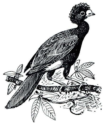 . 95.   (Crax rubra)