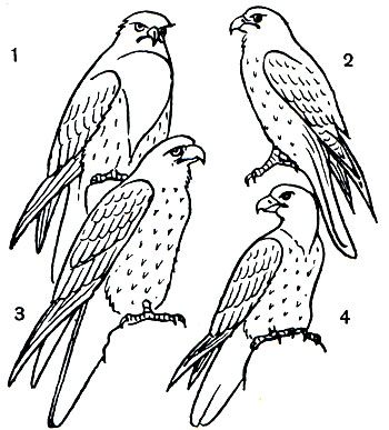  23. : 1 -  (Falco gyrfalco); 2 -  ,   (F. peregrinus); 3 -   (F. cherrug); 4 -   (F. subbuteo)