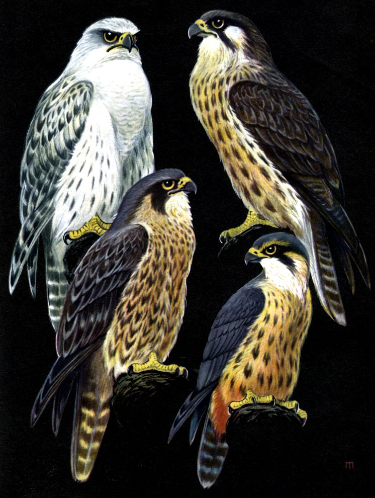  23. : 1 -  (Falco gyrfalco); 2 -  ,   (F. peregrinus); 3 -   (F. cherrug); 4 -   (F. subbuteo)