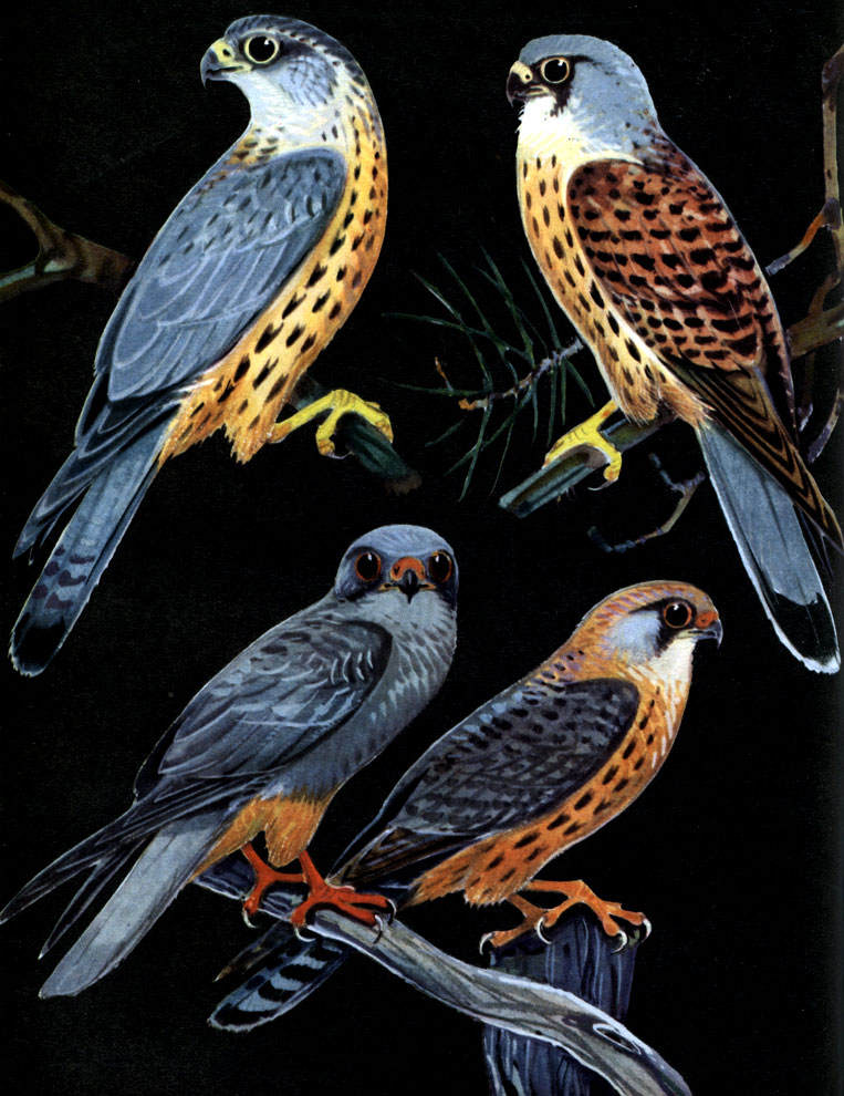  24.  :   -  (Falco columbar:   -    -  (F. vespertinus),  ,  