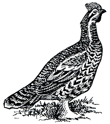 . 99.  (Tetrastes bonasia)