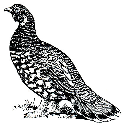 . 100.  (Falcipennis falcipennis)