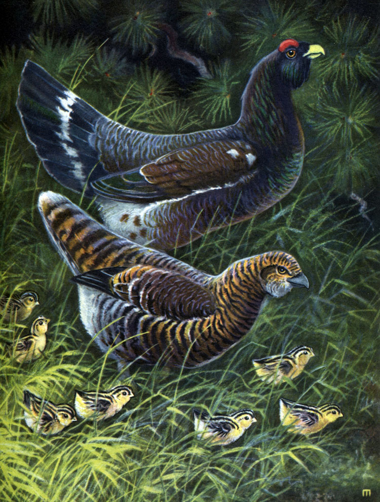  26.  (Tetrao urogallus): , , 