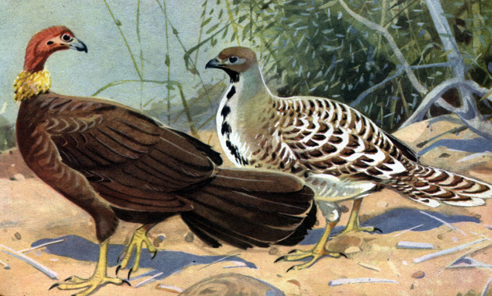  25 .  .   (Alectura lathami)    (Leipoa ocellata)