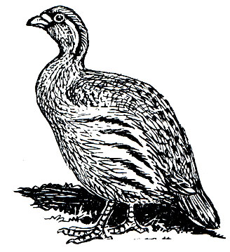 . 102.   (Ammoperdix griseogularis)