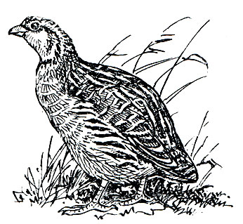 . 101.   (Coturnix coturnix)